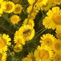 Färberkamille auf dem Lämmerhof