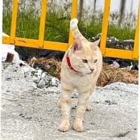 橘貓在戶外欄杆旁散步