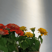 房內花藝佈置