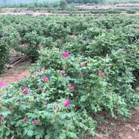 Rose Garden