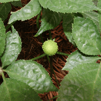 Panax notoginseng
