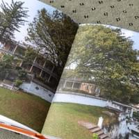 The enormous Ceiba tree in front of the main building