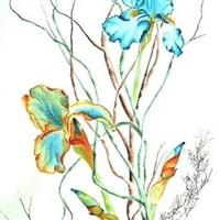 Iris flamboyant