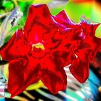Hibiscus arc-en-ciel