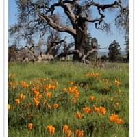 Poppies and Oak - County Line