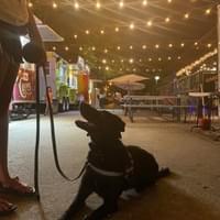 Service Dog 