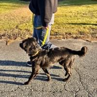 Loose Leash Walking