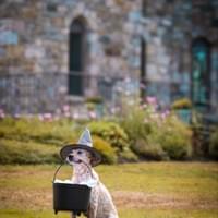 A scary witch dog