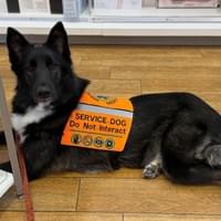Service Dog Blaze