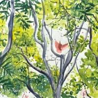 Red Bird of Paradise