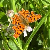 Comma