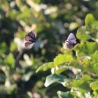 Purple Hairstreak