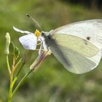 Small White