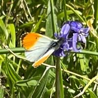 Orange-tip