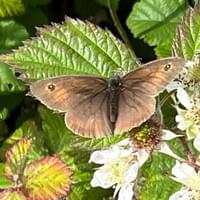 Meadow Brown