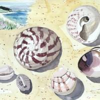 Pentle Bay shells
