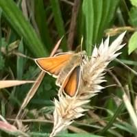 Small Skipper