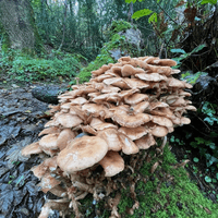 Honey Fungus