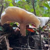 Cloudy agaric