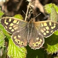 Speckled Wood