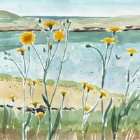 Hawksbeard, Great Pool, Bryher