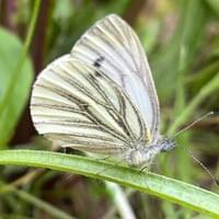 Green-veined White