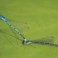 Azure Damselfly 