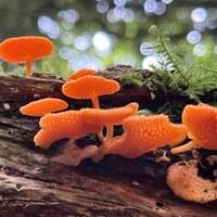 Orange Pore Fungus