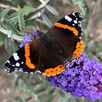 Red Admiral