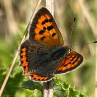 Small Copper