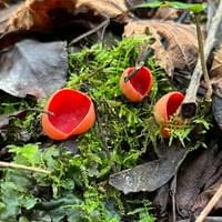 Scarlet Elf Cups