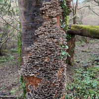 Turkey Tail mushrooms