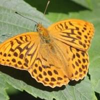 Silver-washed Fritillary