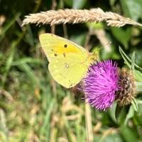 Clouded Yellow