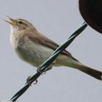 Chiffchaff