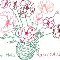 Mel’s Ranunculus