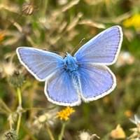 Common Blue