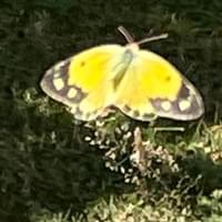 Clouded Yellow - female 