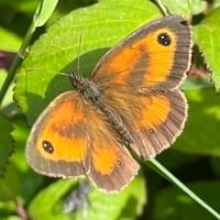 Gatekeeper