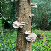 Oyster Mushrooms