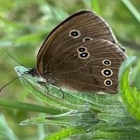 Ringlet