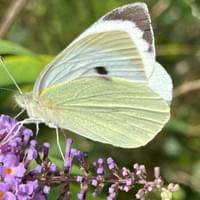 Large White