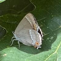 Purple Hairstreak