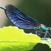 Beautiful Demoiselle (male)