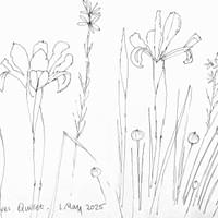 Dutch iris and chives