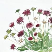 Knautia macedonica