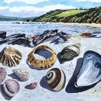 Banded shells, Prisk Cove