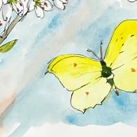 Brimstone