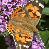 Painted Lady