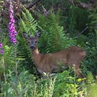 Roe deer